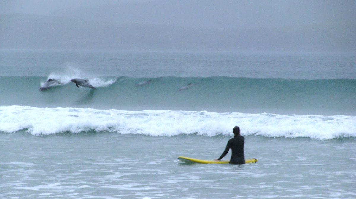 Sharing the lineup with Hector's dolphins, the rare locals that surf Porpoise Bay right alongside you, Curio Bay surf spot, C